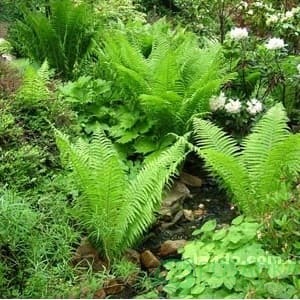 картинка Папоротник страусник  картинка Папоротник страусник