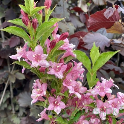 картинка Вейгела ранняя Букет Роз 5л 