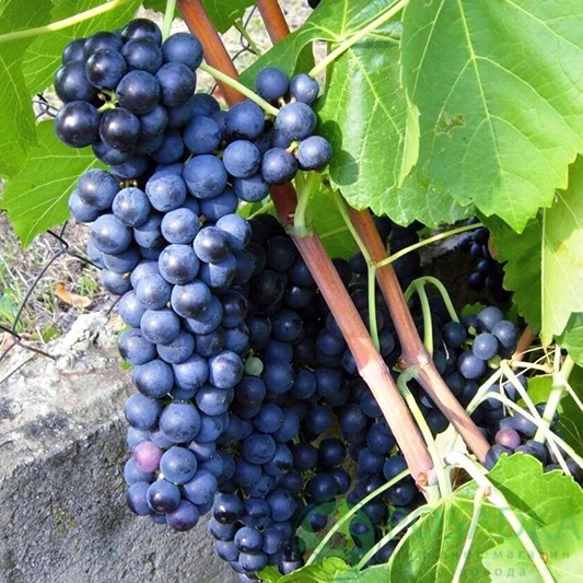 картинка Виноград Черный доктор (винный) 