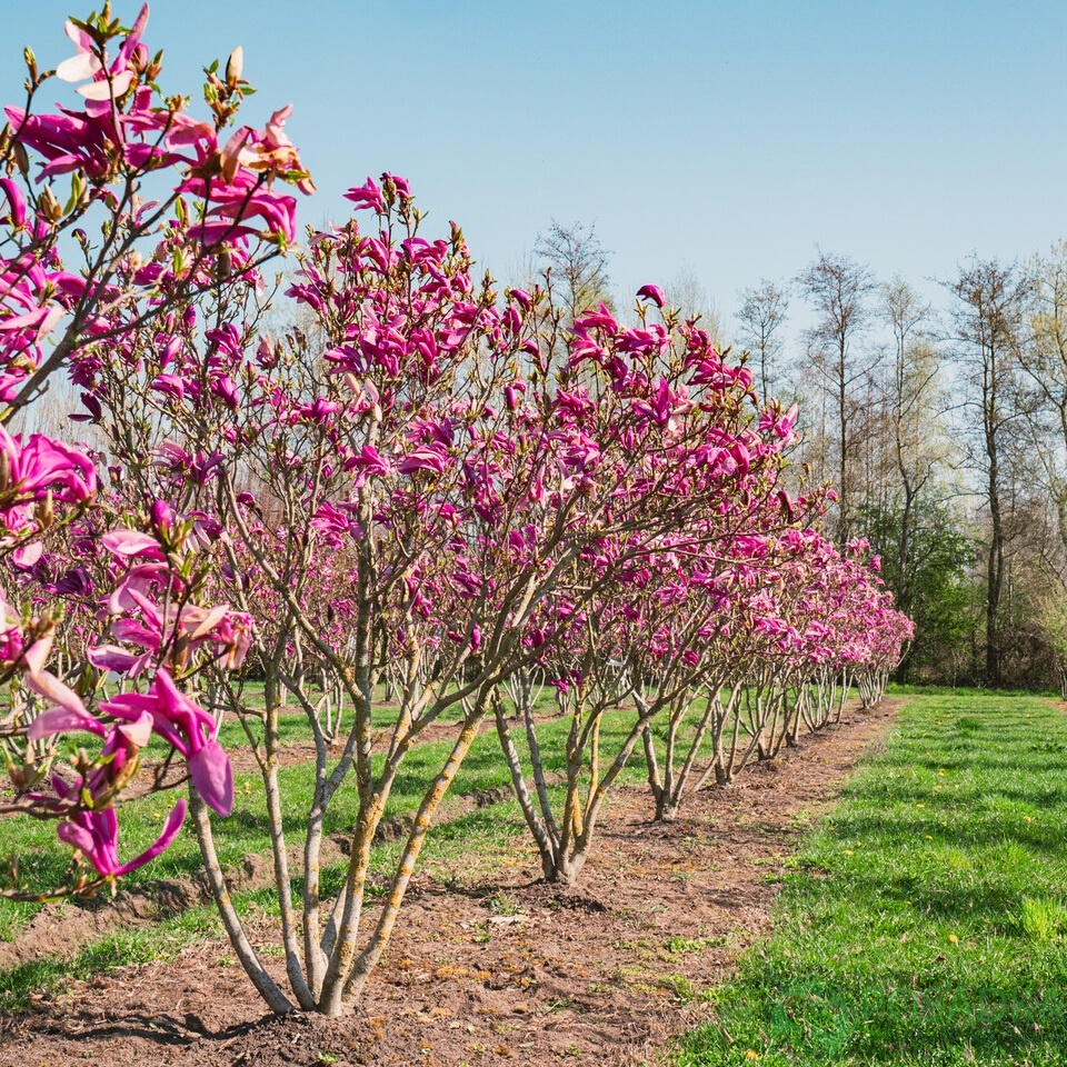 картинка Магнолия Сьюзан (Susan) 