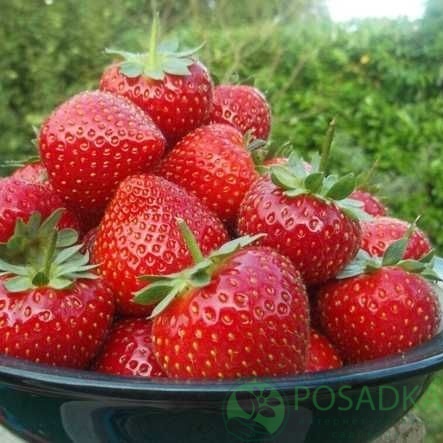 картинка Клубника Мурано (кассета) 
