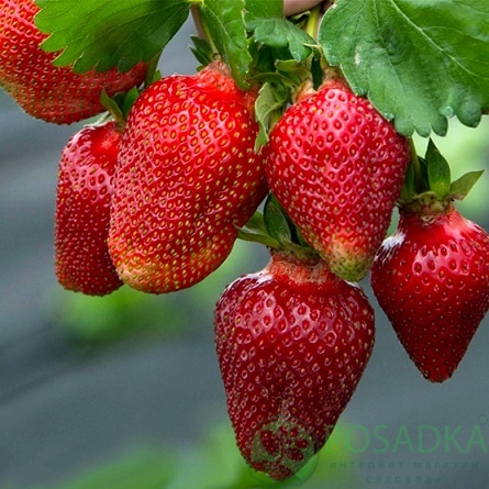 картинка Клубника Эверли 