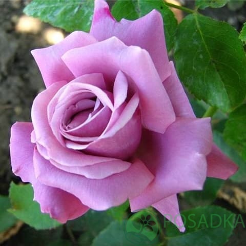 картинка Роза парковая Блю Вандер 