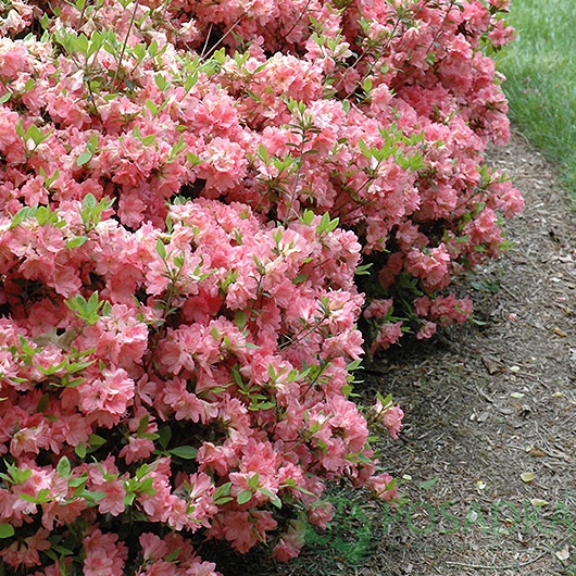 картинка Рододендрон японский Blaauw's Pink 
