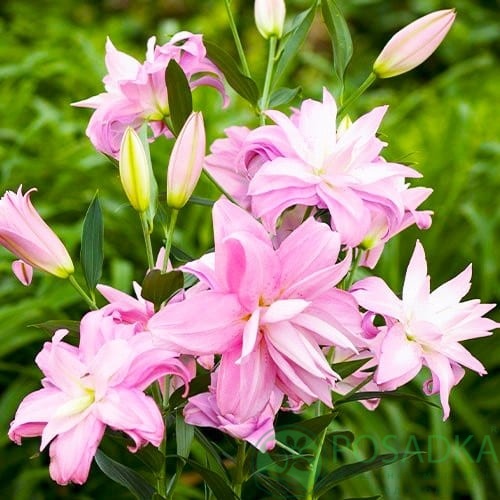 картинка Лилия Lotus Spring 