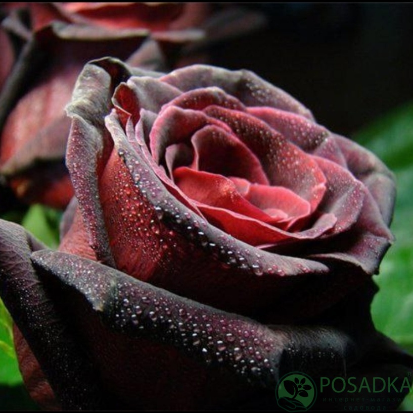 картинка Роза плетистая Черная Королева (Black Queen) 