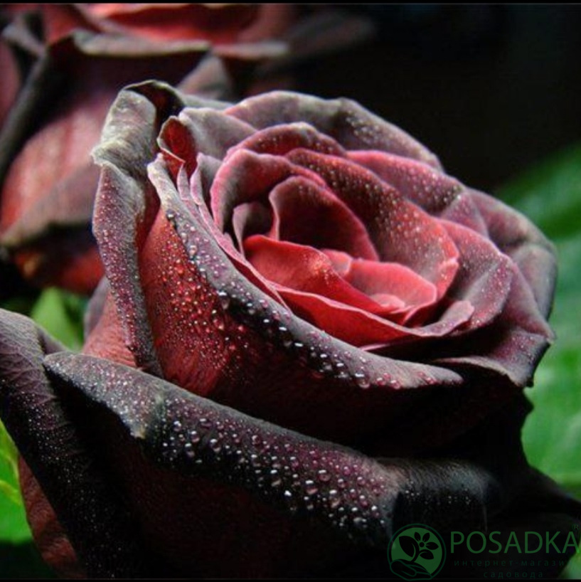 картинка Роза плетистая Черная Королева (Black Queen) 
