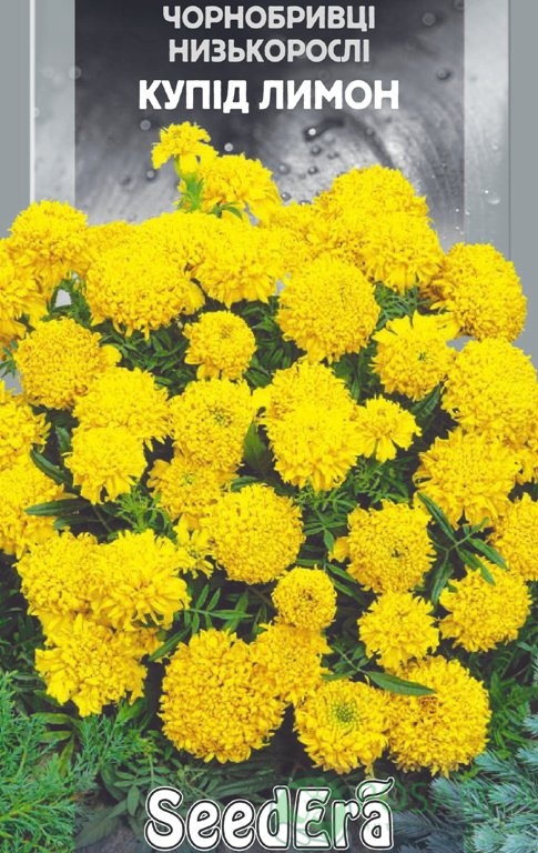 картинка Бархатцы низкорослые Купид Лимон семена (0.5гр)  картинка Бархатцы низкорослые Купид Лимон семена (0.5гр)