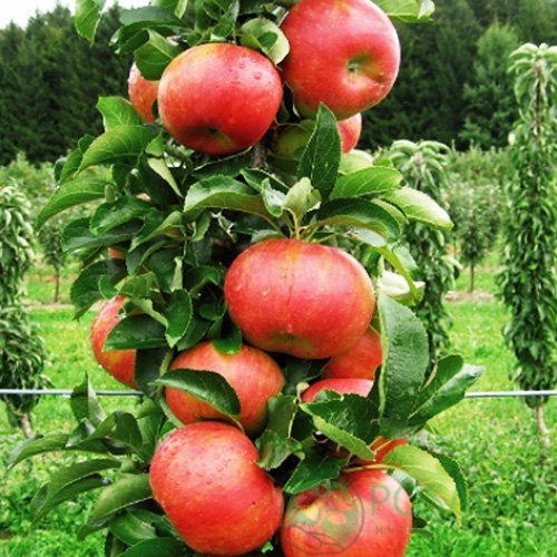 картинка Яблоня колоновидная Кумир 