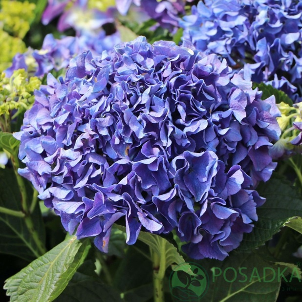картинка Гортензия крупнолистная Marine Blue (Марине Блю) 