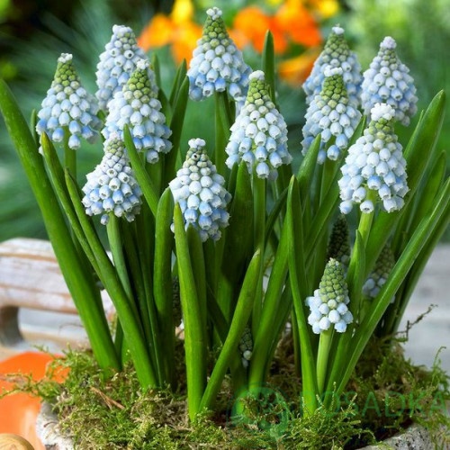 картинка Мускари Aqua Magic (5 шт) 