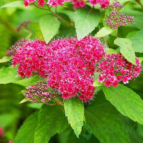 картинка Спирея японская Дартс Ред С3  картинка Спирея японская Дартс Ред С3