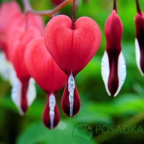 картинка Дицентра Valentine 