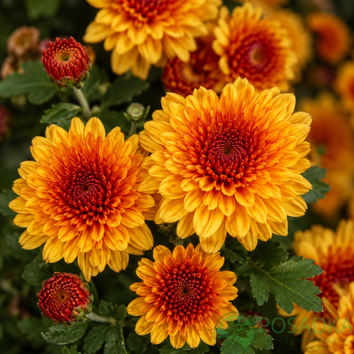 картинка Хризантема мультифлора Lively Orange Bicolo 
