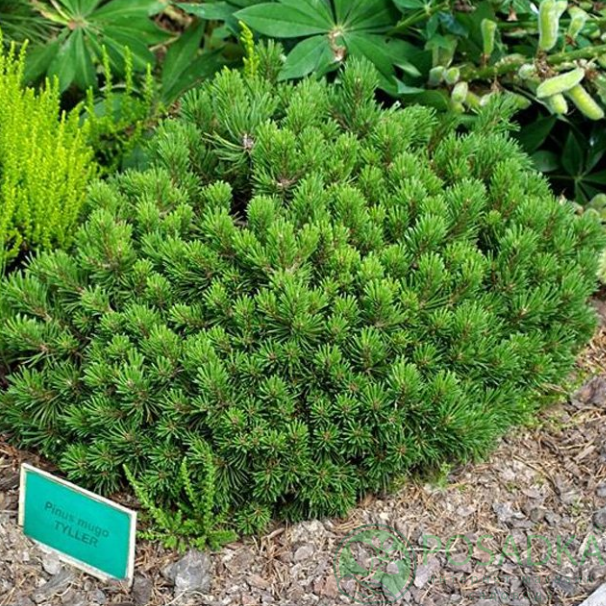 картинка Сосна горная Tyller (Таллер) 