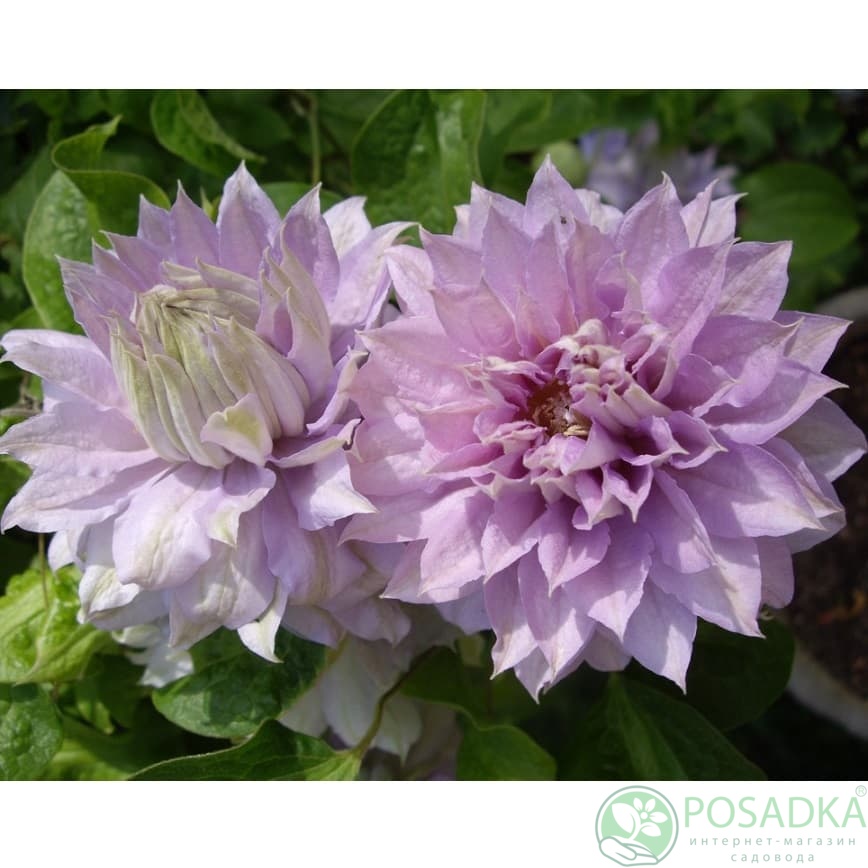 картинка Клематис Belle of Woking 