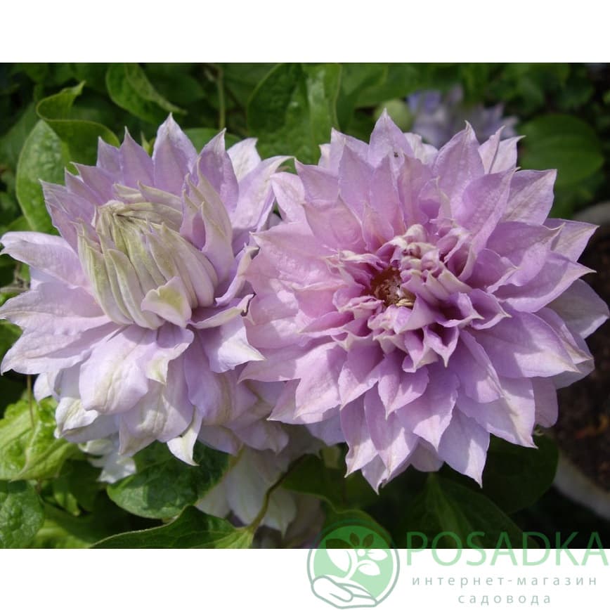 картинка Клематис Belle of Woking 