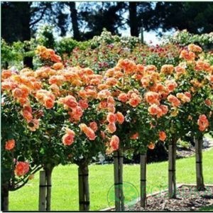 картинка Роза штамбовая Экскалибур 