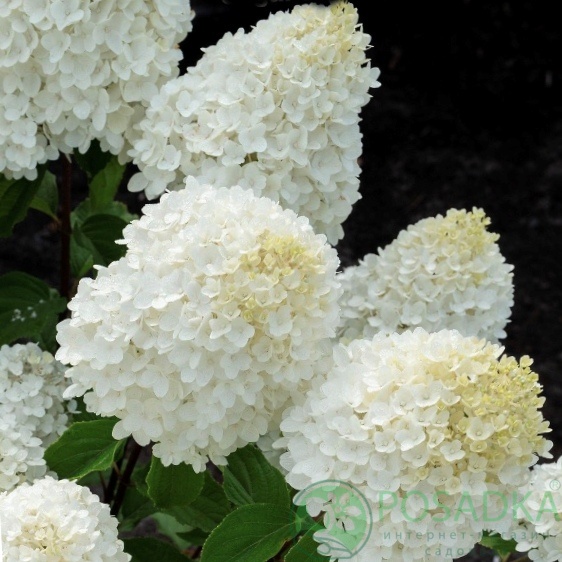картинка Гортензия метельчатая Sugar Rush С2 