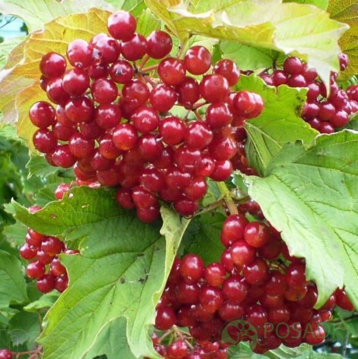 картинка Калина красная Эликсир 