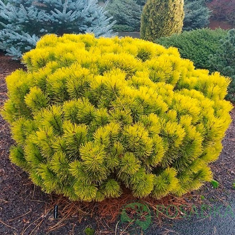 картинка Сосна горная Mops Gold Aurea 5л 