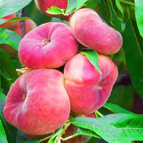 картинка Персик инжирный Никитский 