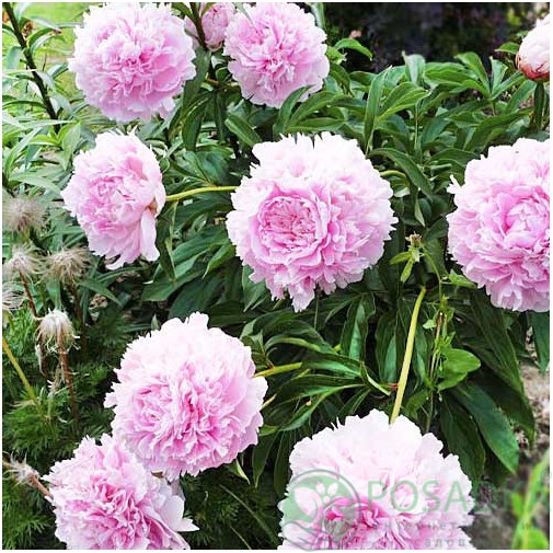 картинка Пион травянистый Albert Crousse 