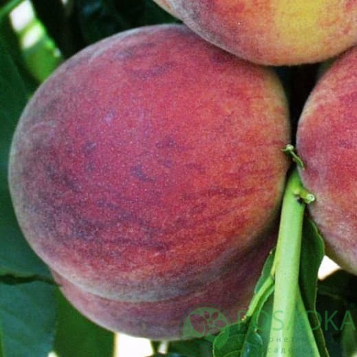 картинка Персик Харбингер 