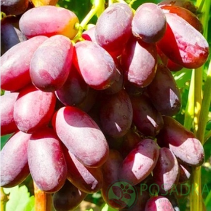 картинка Виноград Капитошка 