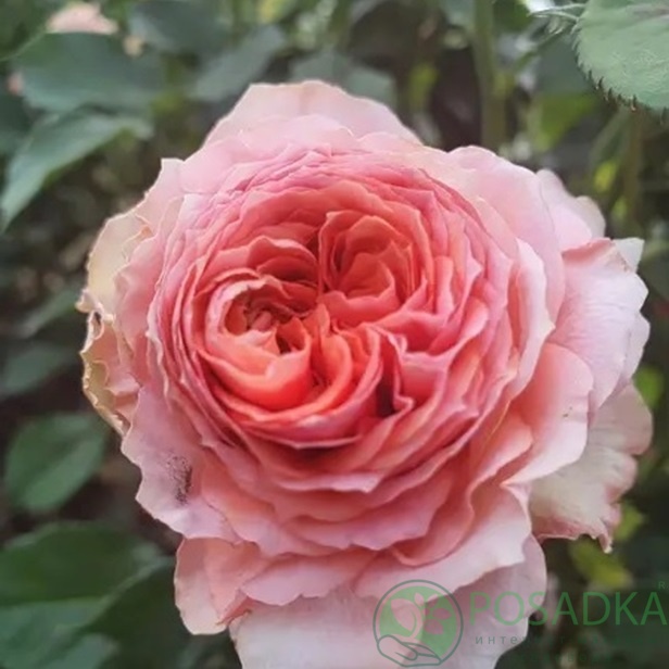 картинка Роза бордюрная Тереса С2 