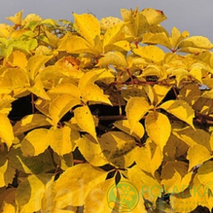 картинка Виноград девичий Еллоу Уолл (Yellow Wall) 2л 