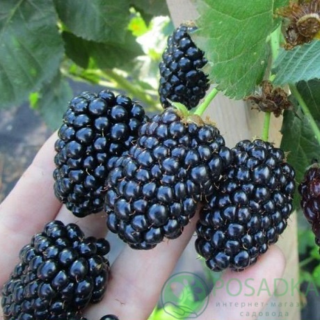 картинка Ежевика ремонтантная Блэк Джем (Black Gem) 