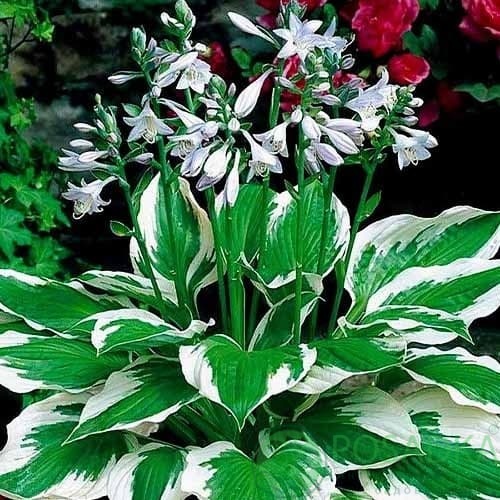 картинка Хоста hybrida Patriot  картинка Хоста hybrida Patriot