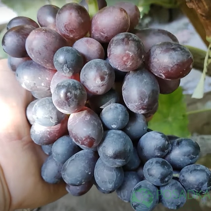 картинка Виноград кишмиш Пандора 