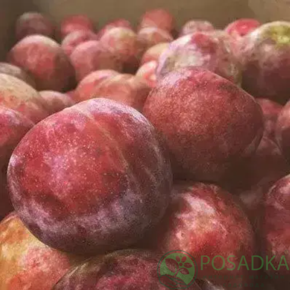 картинка Слива-абрикос (плумкот) Кин-Конг  картинка Слива-абрикос (плумкот) Кин-Конг