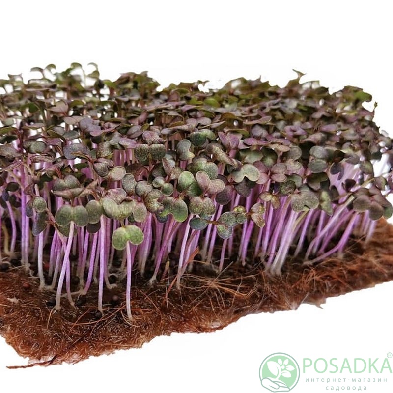 картинка Семена микрозелень Салат листовой красный 10 г, Seedera 