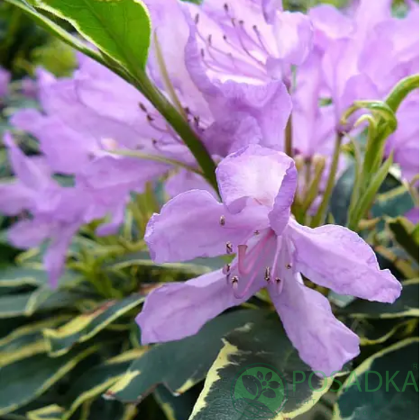 картинка Рододендрон понтийский Вариегатум 