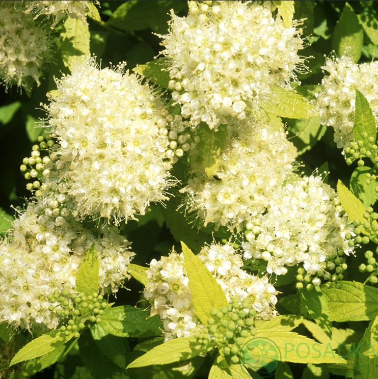 картинка Спирея японская White Gold (Вайт Голд) 