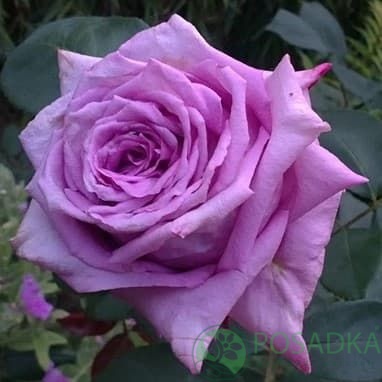 картинка Роза чайно-гибридная Мами Блю 