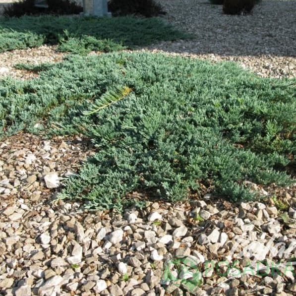 картинка Можжевельник горизонтальный Айс Блю 