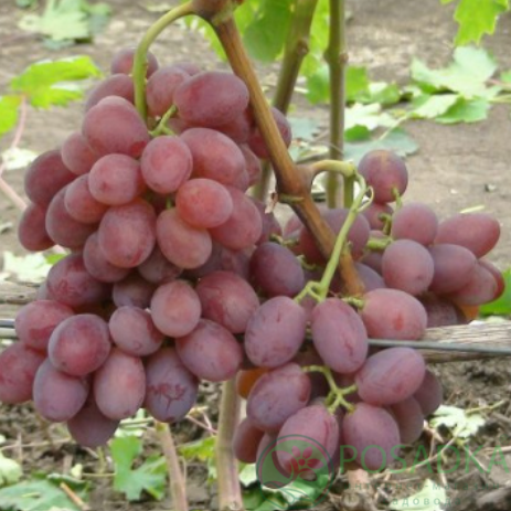 картинка Виноград Валерия 