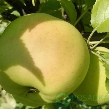 картинка Яблоня Сильвия  картинка Яблоня Сильвия