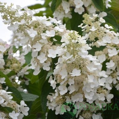 картинка Гортензия метельчатая Brussels Lace 3л 