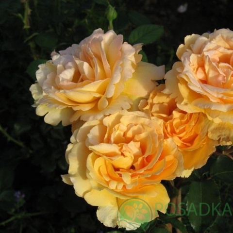 картинка Роза кустовая София Ренессанс 