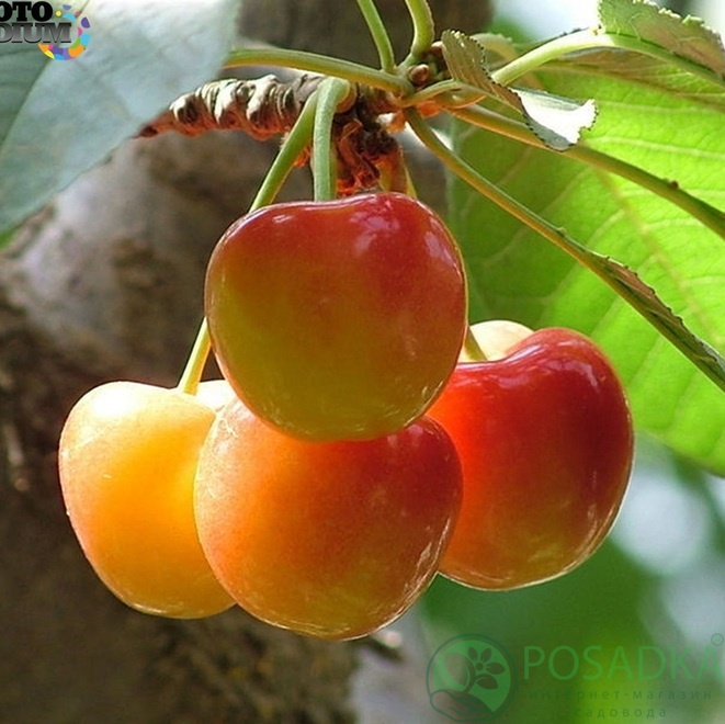 картинка Черешня Франц Иосиф 