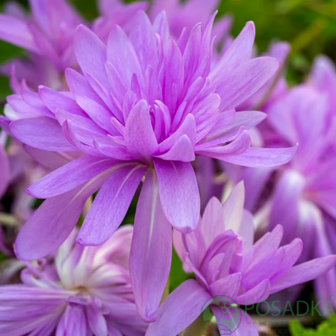 картинка Безвременник (Кольчикум) Autumnale Pleniflorum 