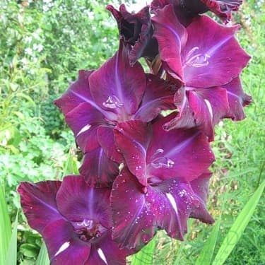 картинка Гладиолус Вечерний Киев 