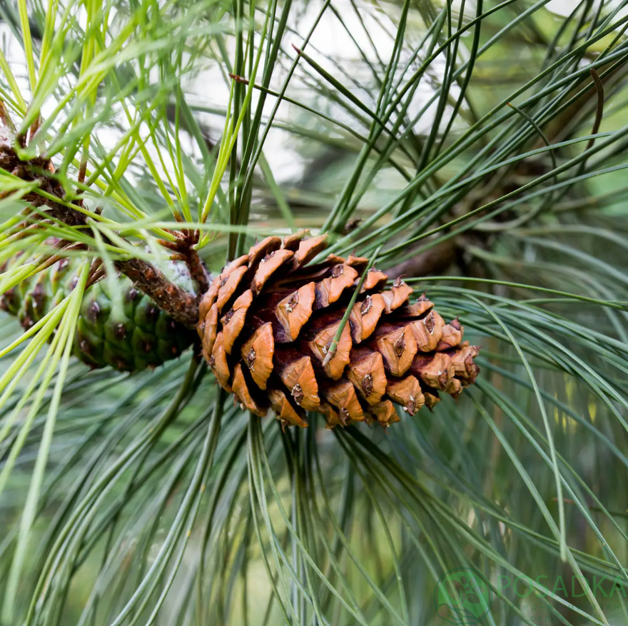 картинка Сосна желтая (Pinus ponderosa) С5 