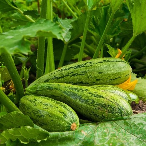 картинка Семена кабачок Матрос цуккини 2 г, SeedEra 