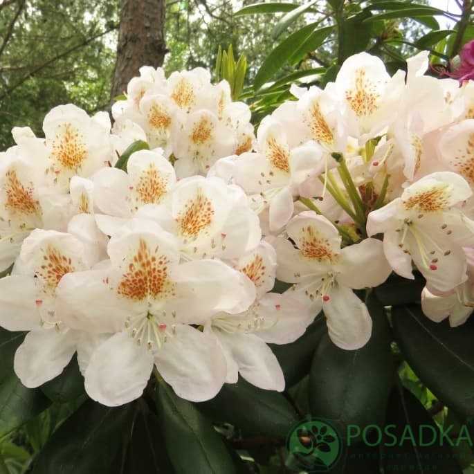 картинка Рододендрон гибридный Pernilla 